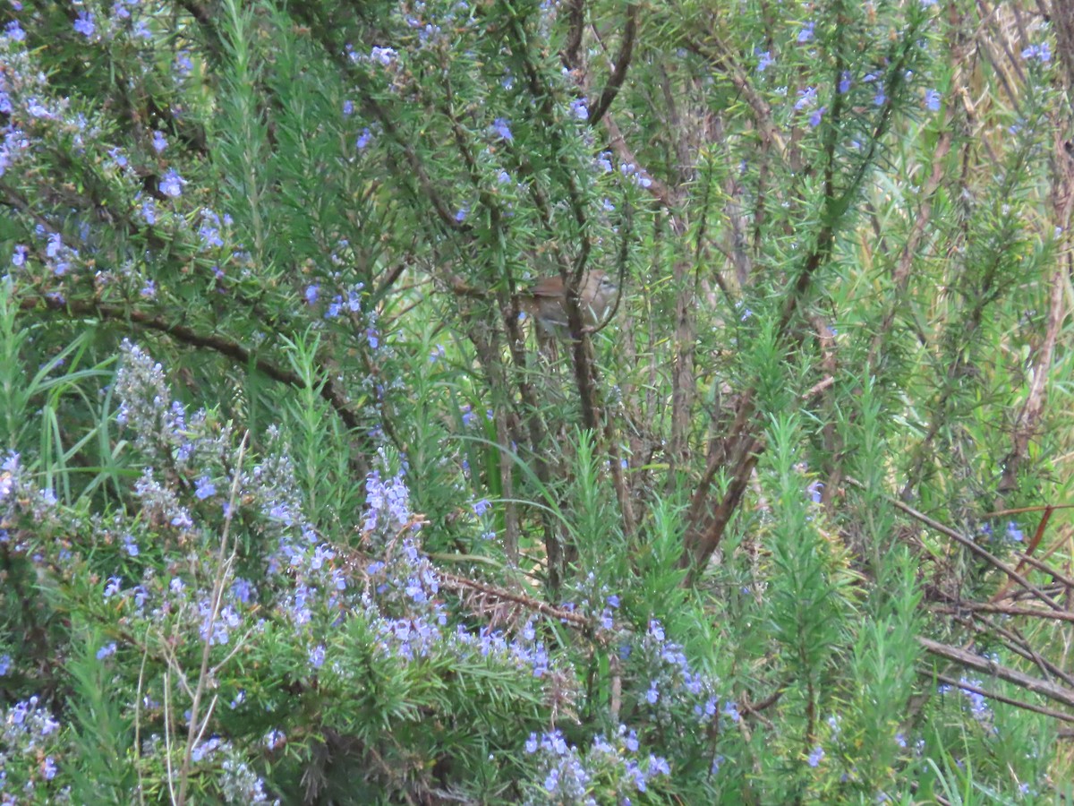 Cinnamon Bracken-Warbler - ML450109381