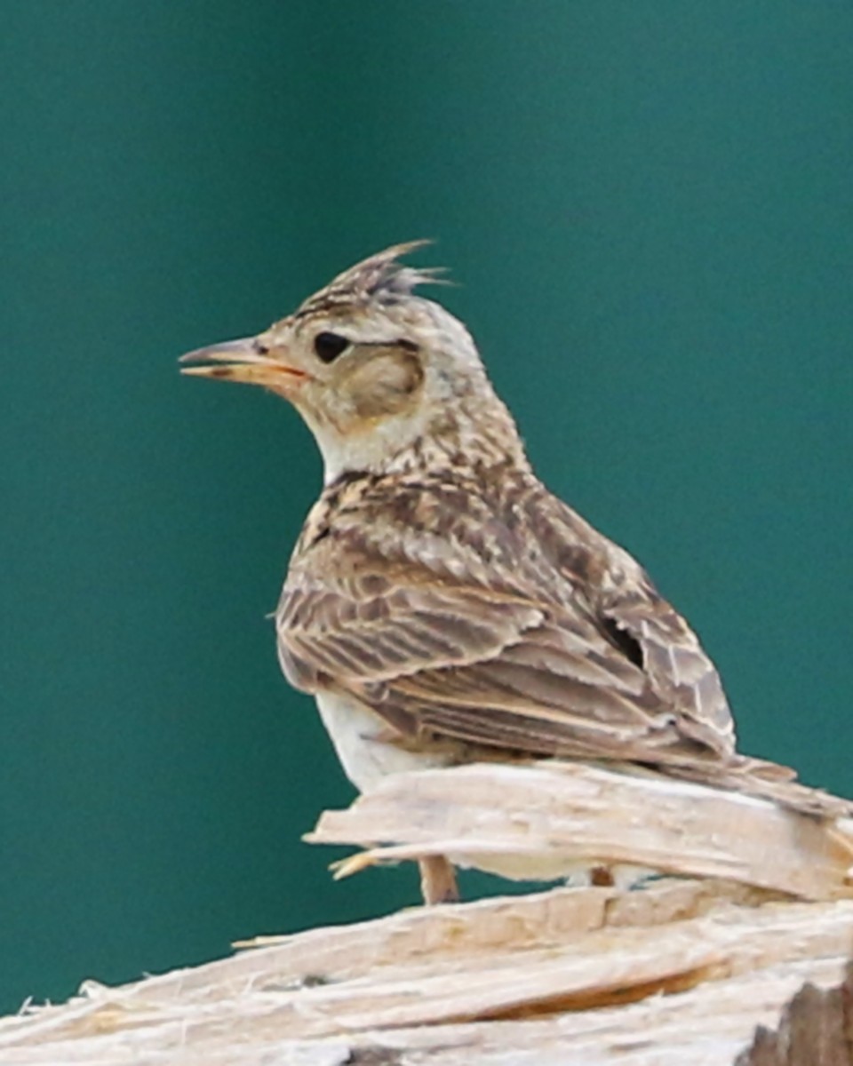 Eurasian Skylark - ML45010951