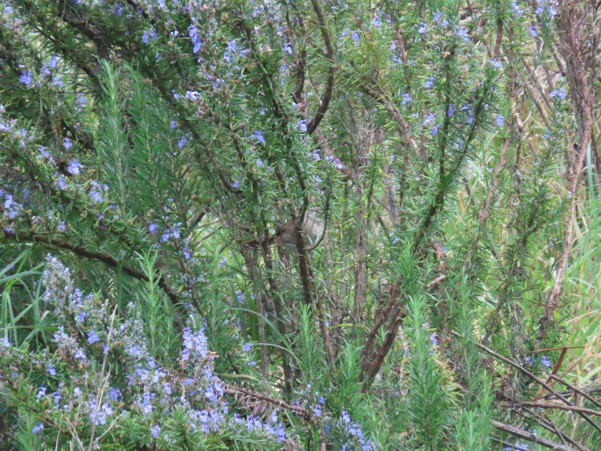 Cinnamon Bracken-Warbler - ML450109641