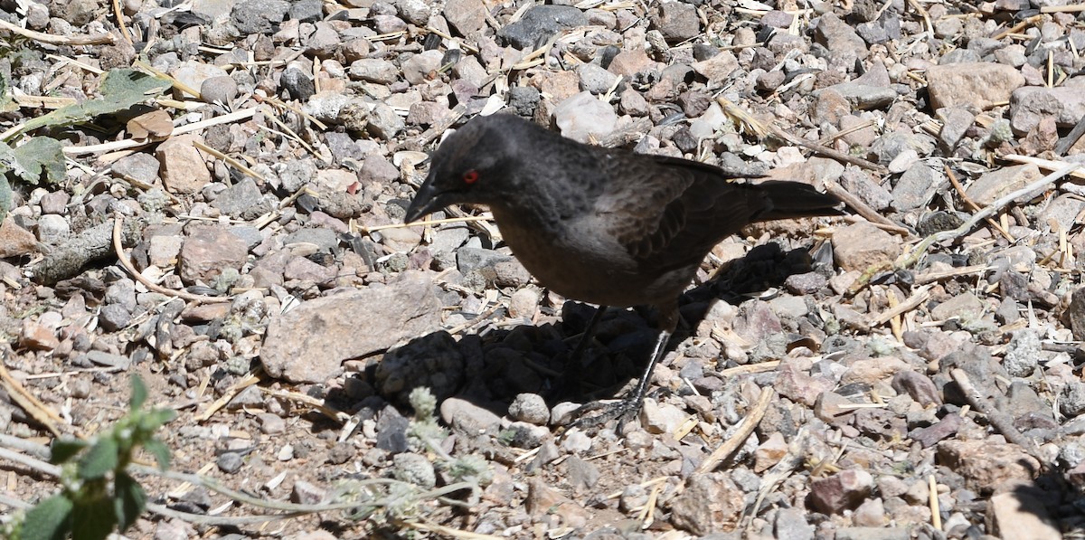 Bronzed Cowbird - Jack Maddox