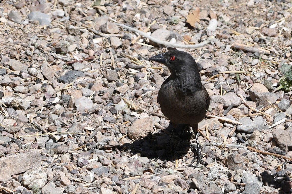 Tordo Ojirrojo - ML450109771