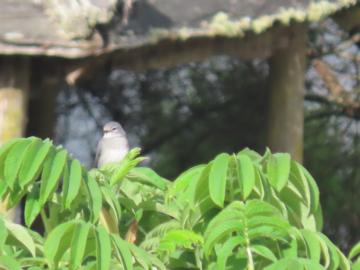 White-eyed Slaty-Flycatcher - ML450109931