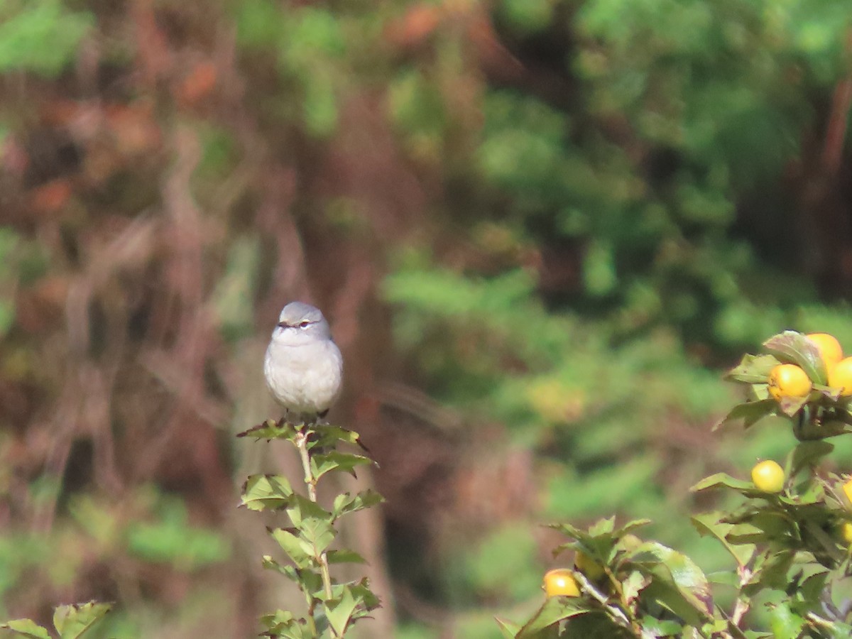 White-eyed Slaty-Flycatcher - ML450109971