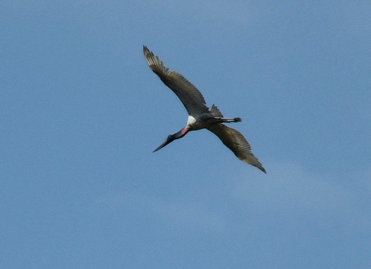 Jabiru - ML450110161