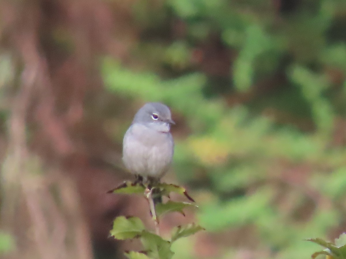 White-eyed Slaty-Flycatcher - ML450110201