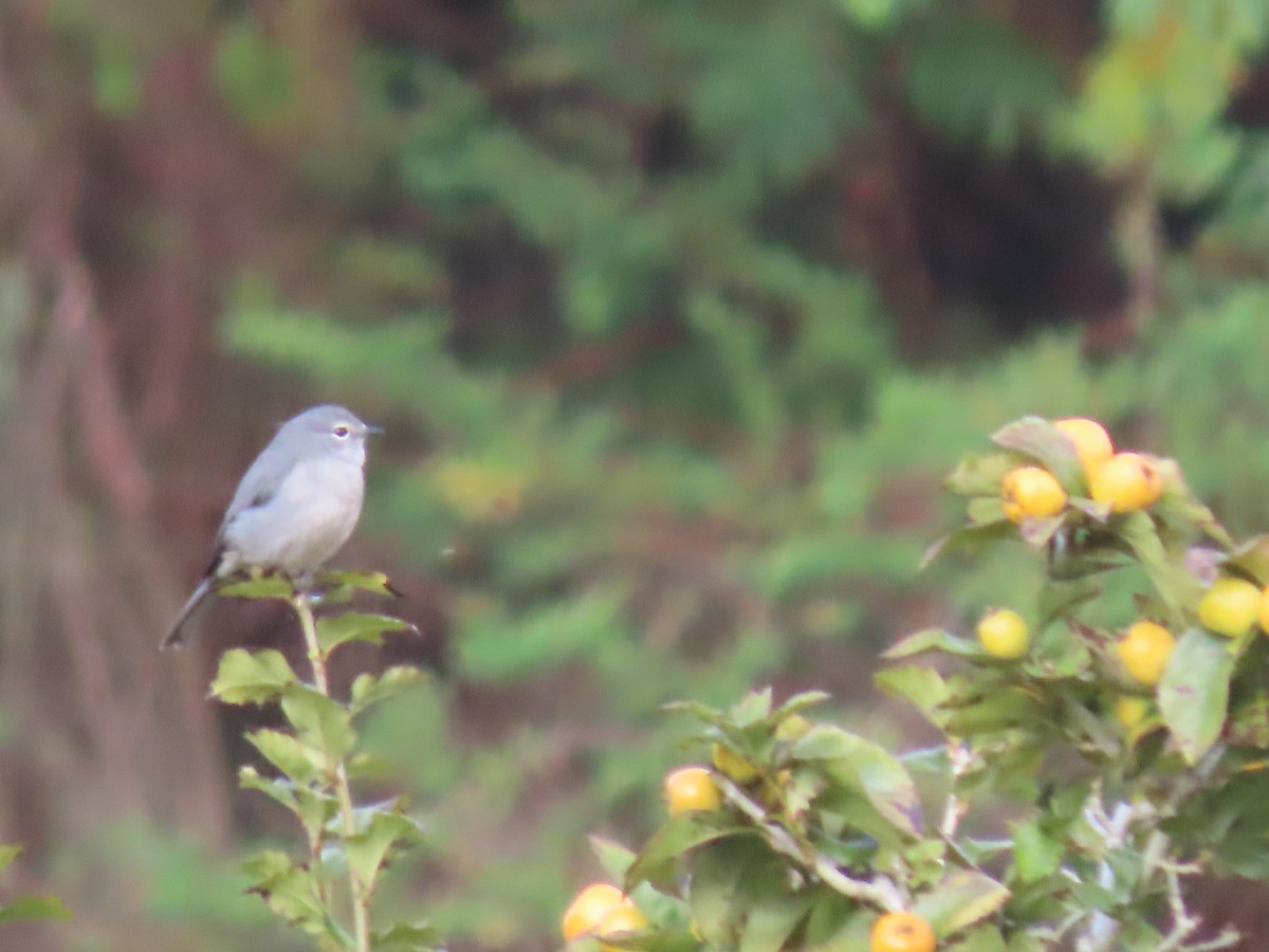 White-eyed Slaty-Flycatcher - ML450110541