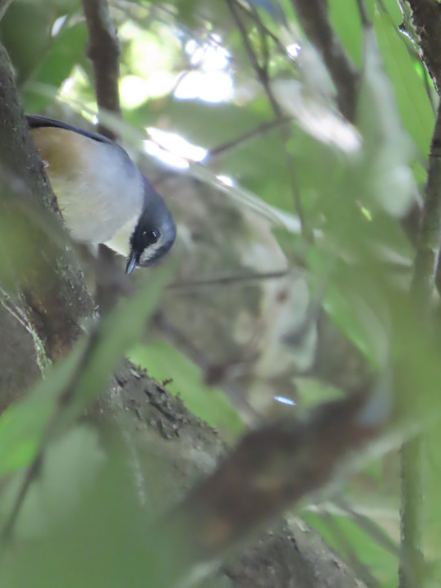 Olive-flanked Robin-Chat - ML450110761