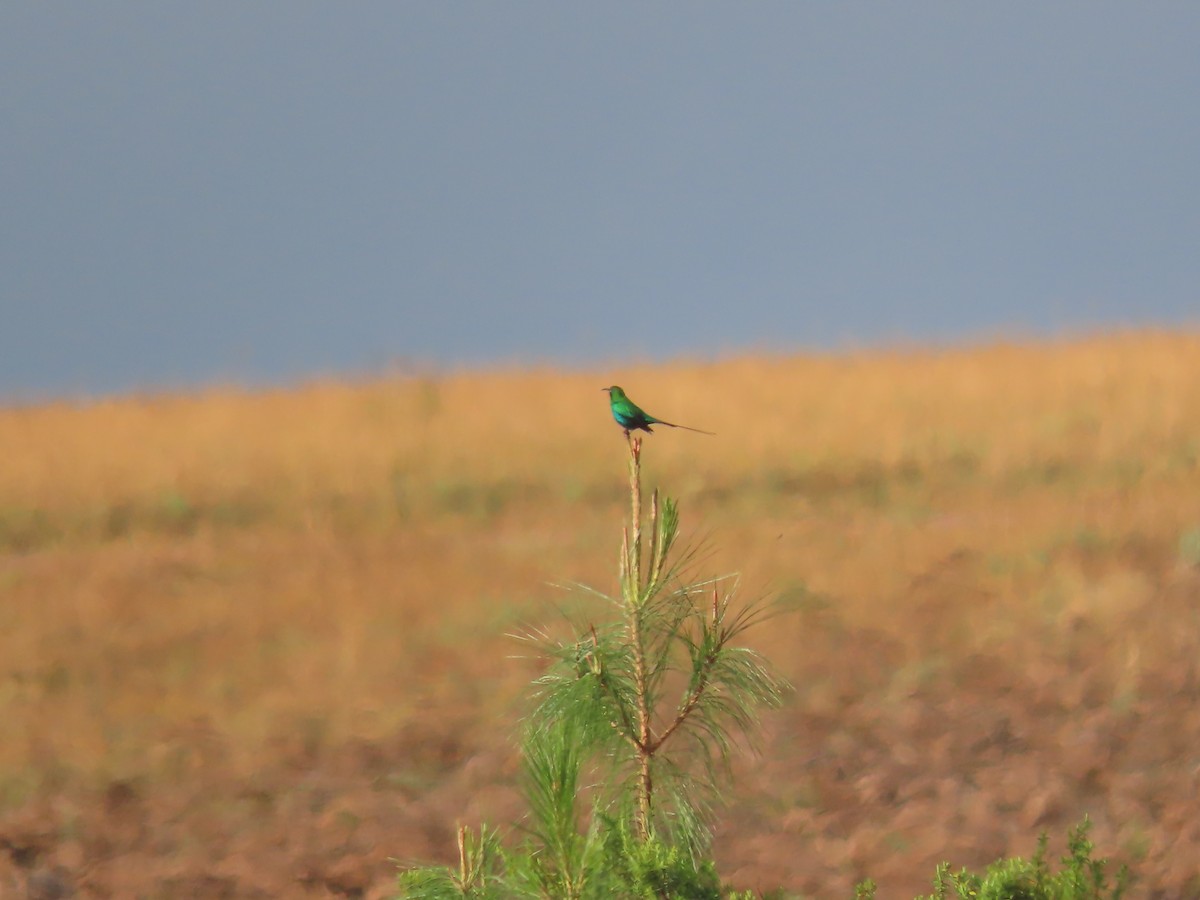 Malachite Sunbird - ML450111071