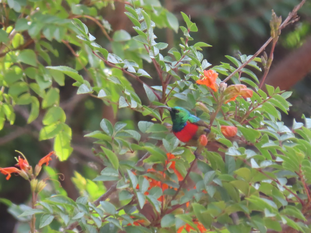 Montane Double-collared Sunbird - ML450111421