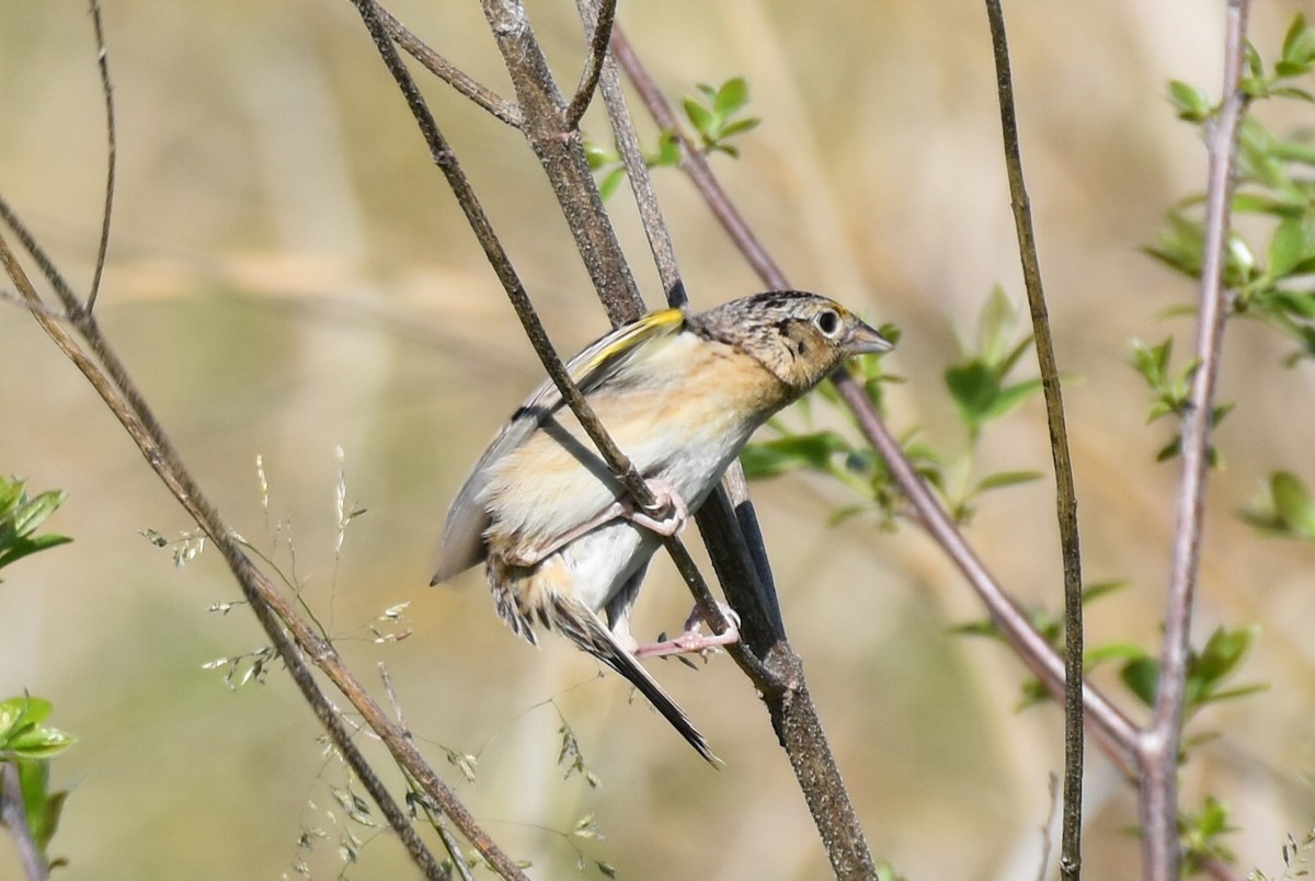 Grasshopper Sparrow - ML450111461
