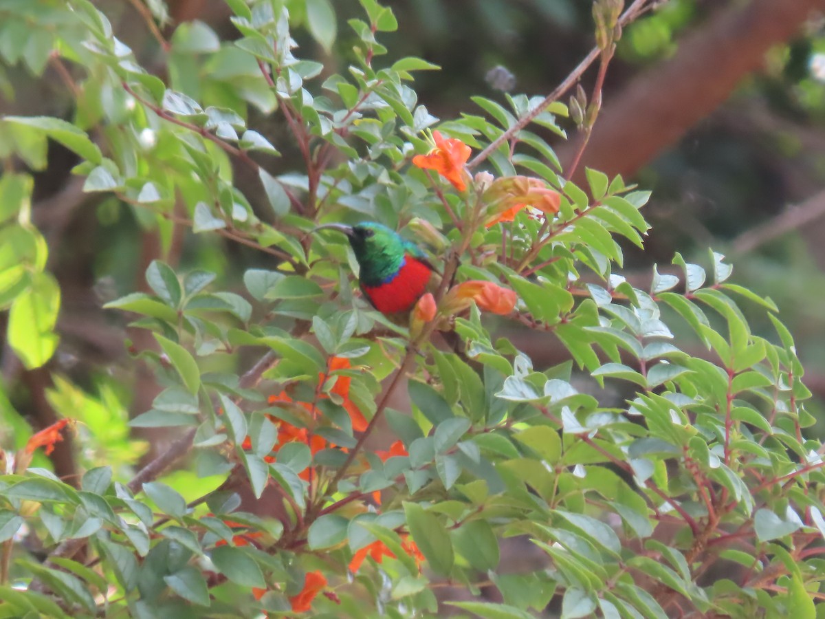 Montane Double-collared Sunbird - ML450111481