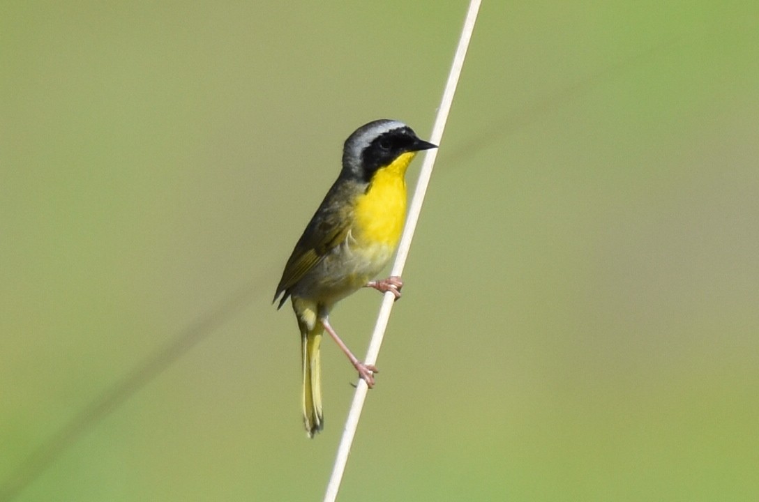 Paruline masquée - ML450111901