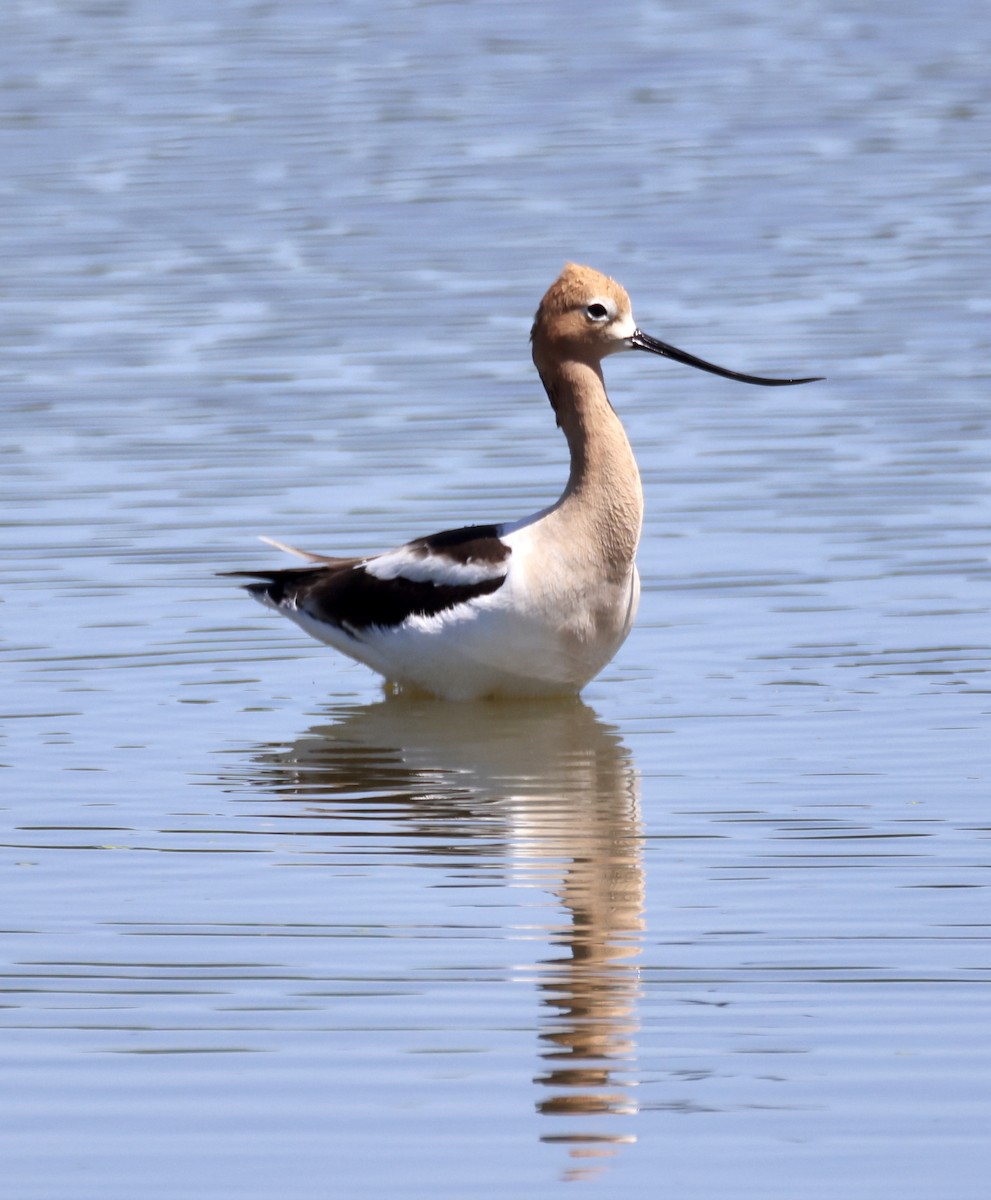 American Avocet - ML450112461