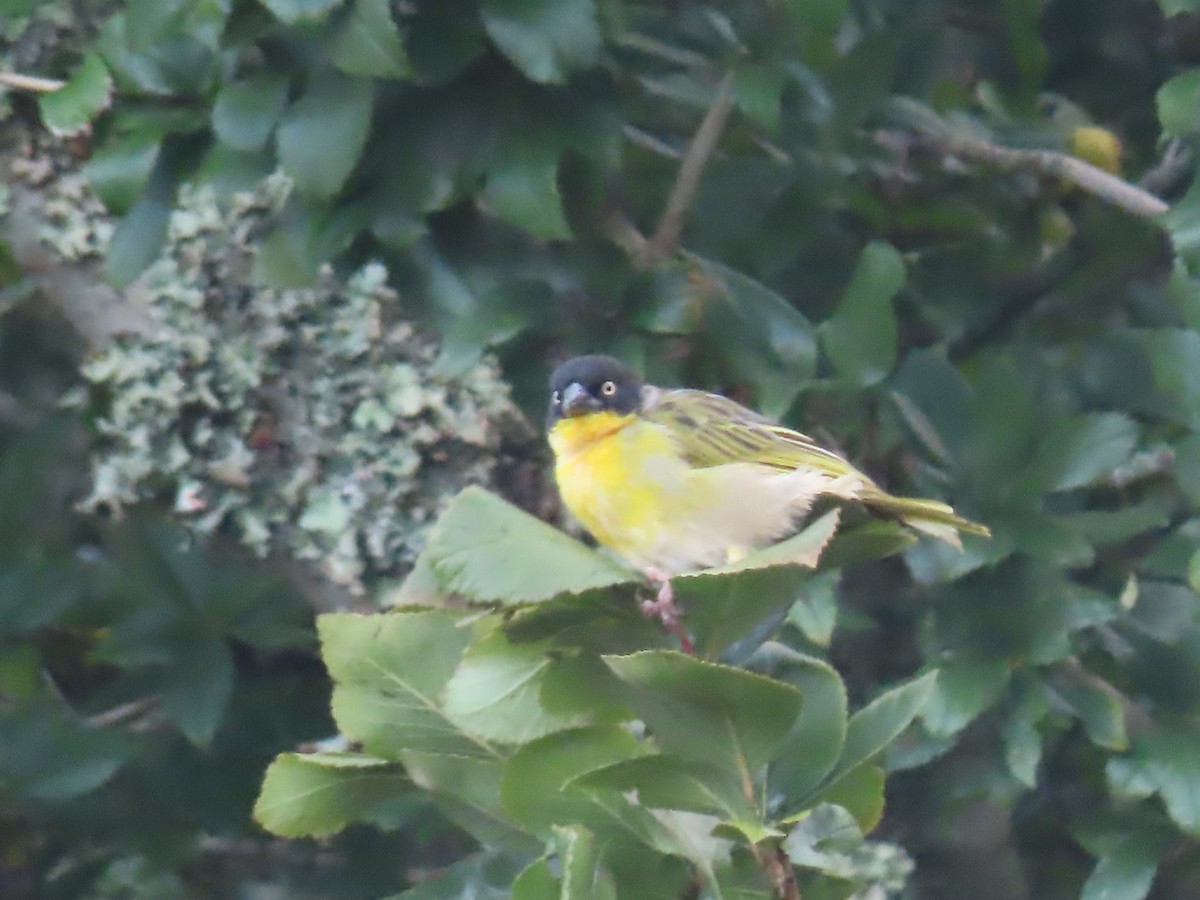 Baglafecht Weaver - ML450112541