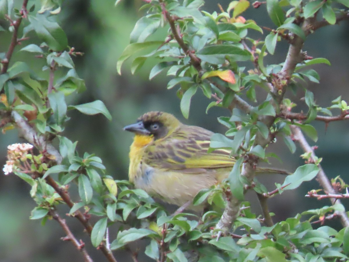 Baglafecht Weaver - ML450112671