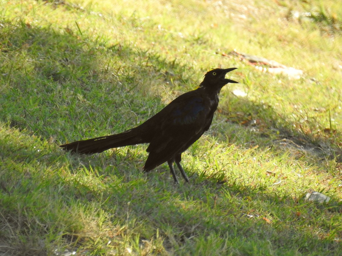 Great-tailed Grackle - ML45011301