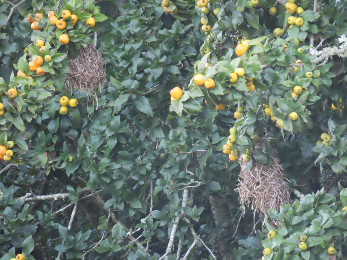 Baglafecht Weaver - ML450113061