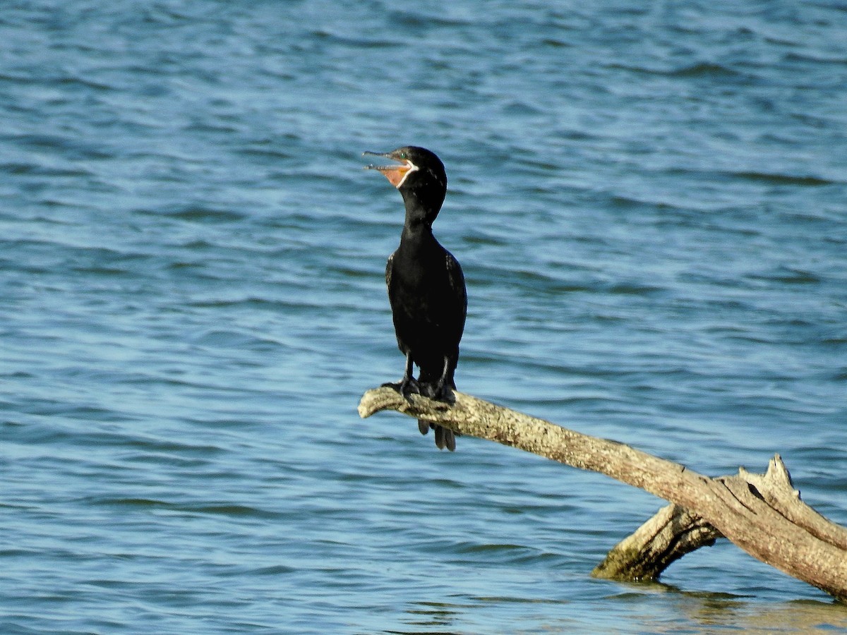 Neotropic Cormorant - ML45011311