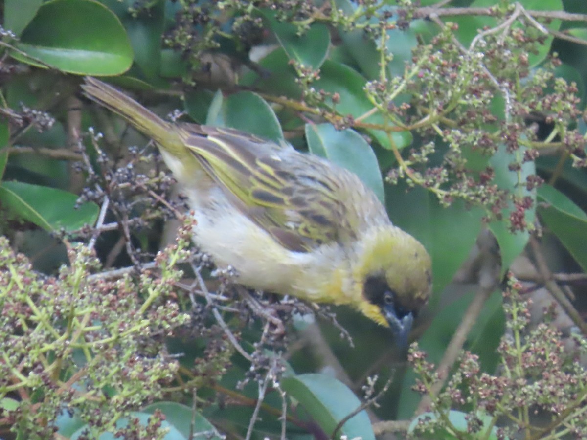 Baglafecht Weaver - ML450113231
