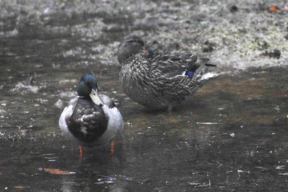 Mallard - ML450113731