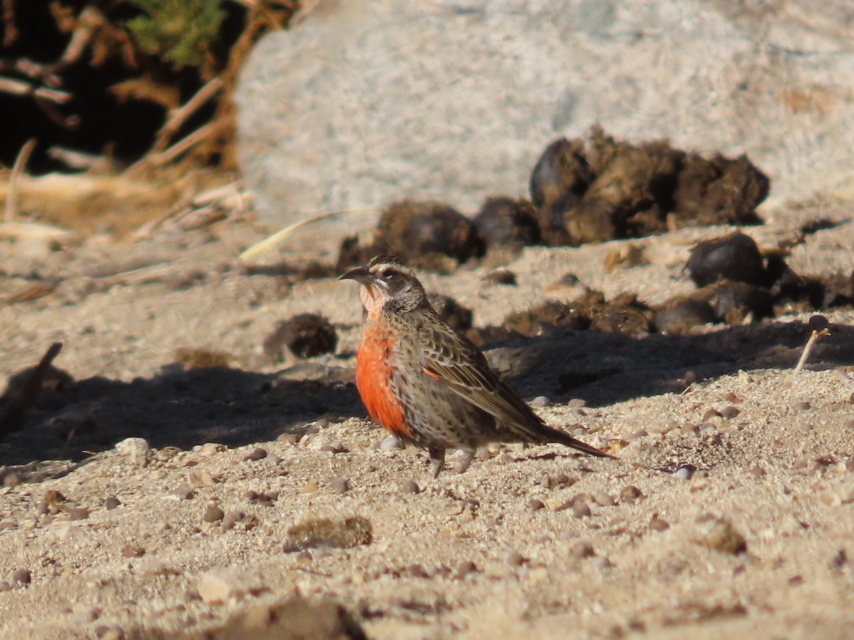 Long-tailed Meadowlark - ML450114211