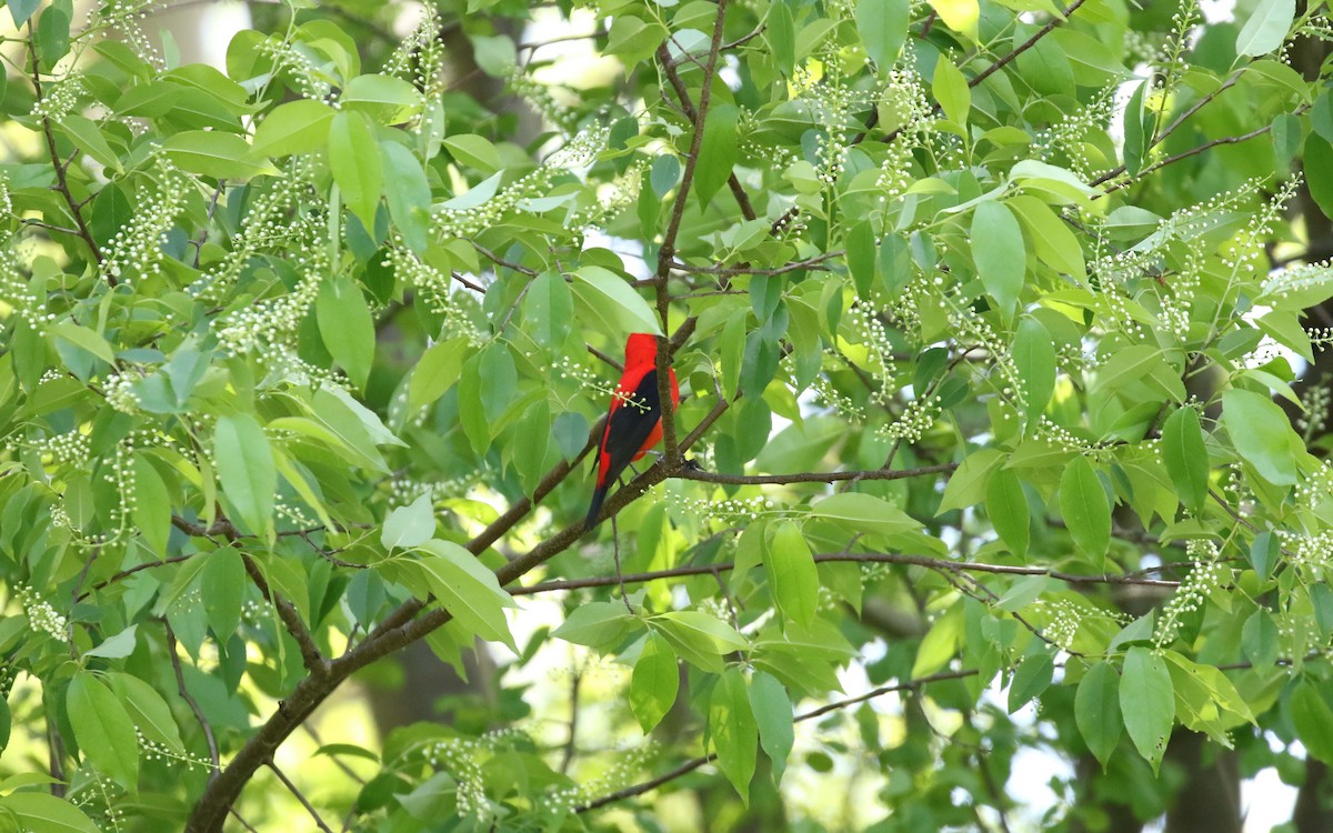 Scarlet Tanager - ML450114291