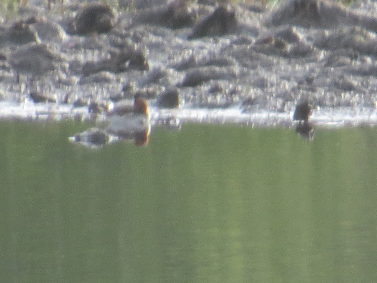 Red-necked Phalarope - ML450114511