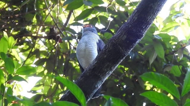 Cryptic Forest-Falcon - ML450115351