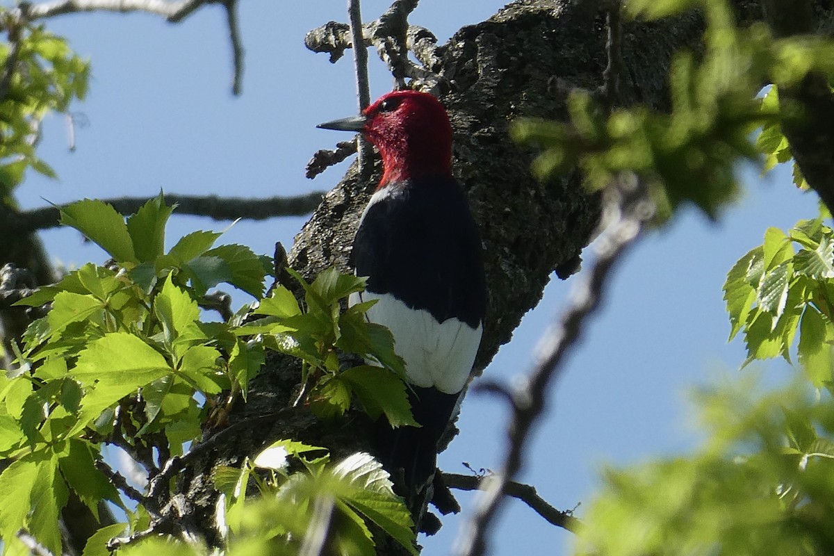 Red-headed Woodpecker - ML450117191