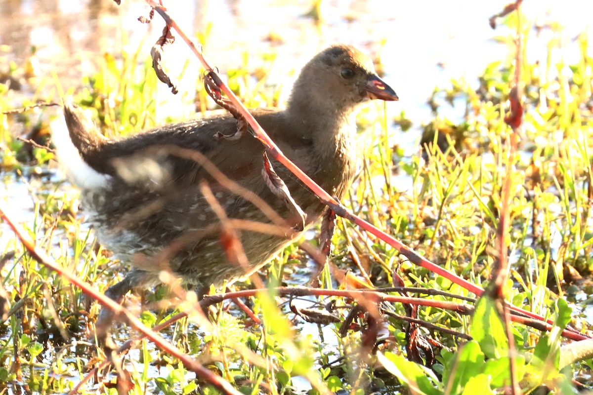 Spot-flanked Gallinule - ML450121171