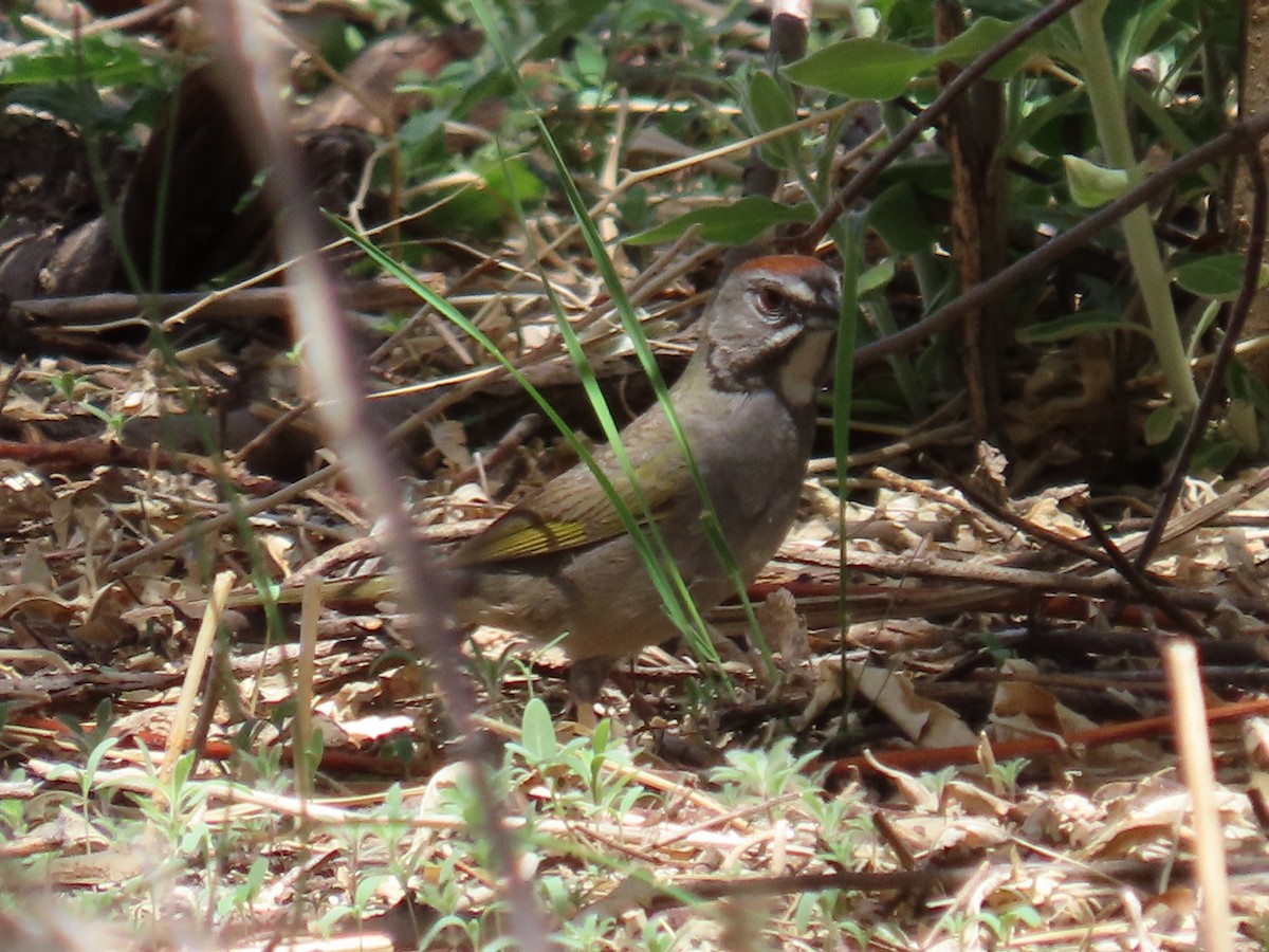 Green-tailed Towhee - ML450121241
