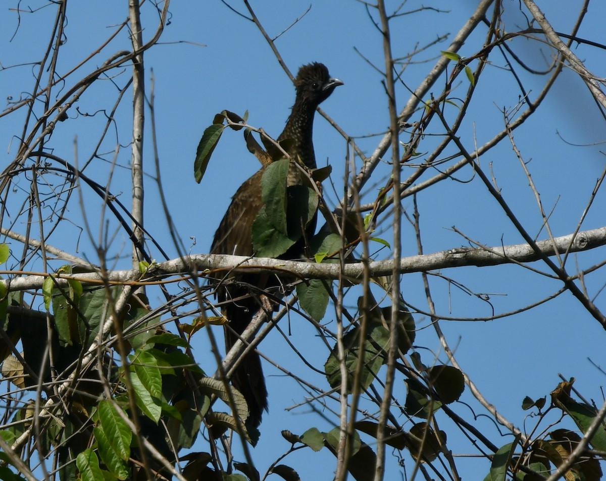 Speckled Chachalaca (Parana) - ML450121271