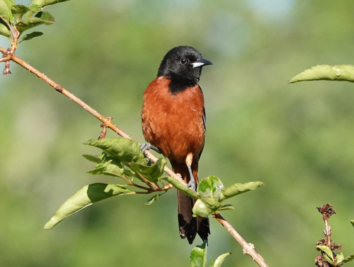 Orchard Oriole - Mark Goodwin