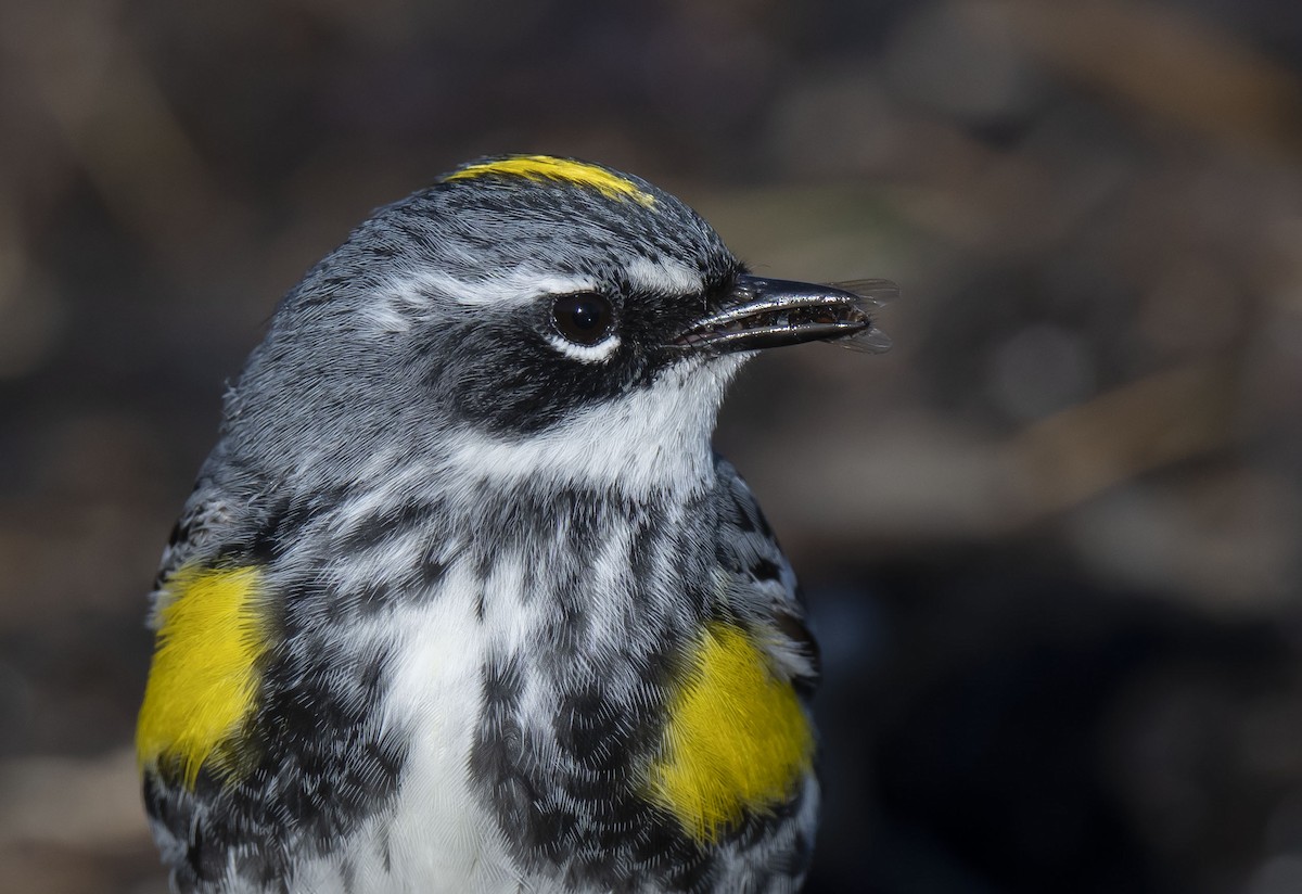 Yellow-rumped Warbler - ML450123691