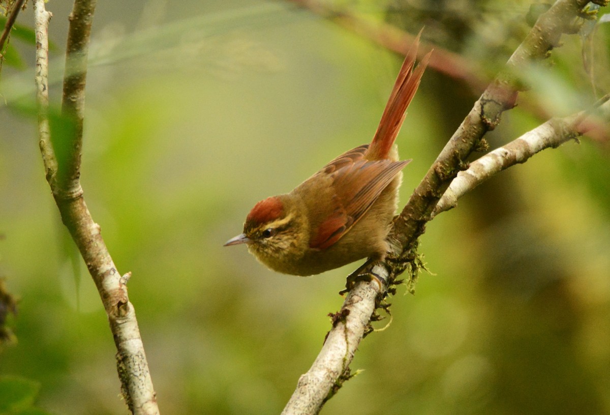 Pallid Spinetail - Anderson Warkentin