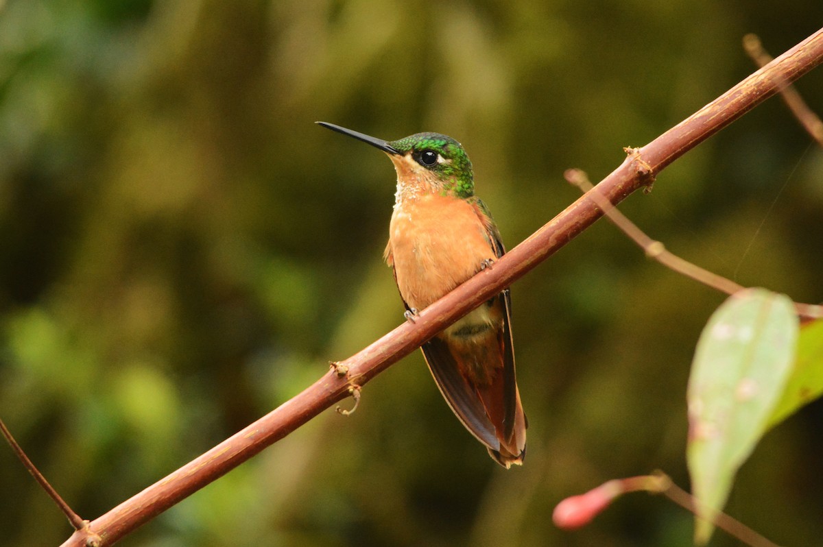 kolibřík brazilský - ML450124091