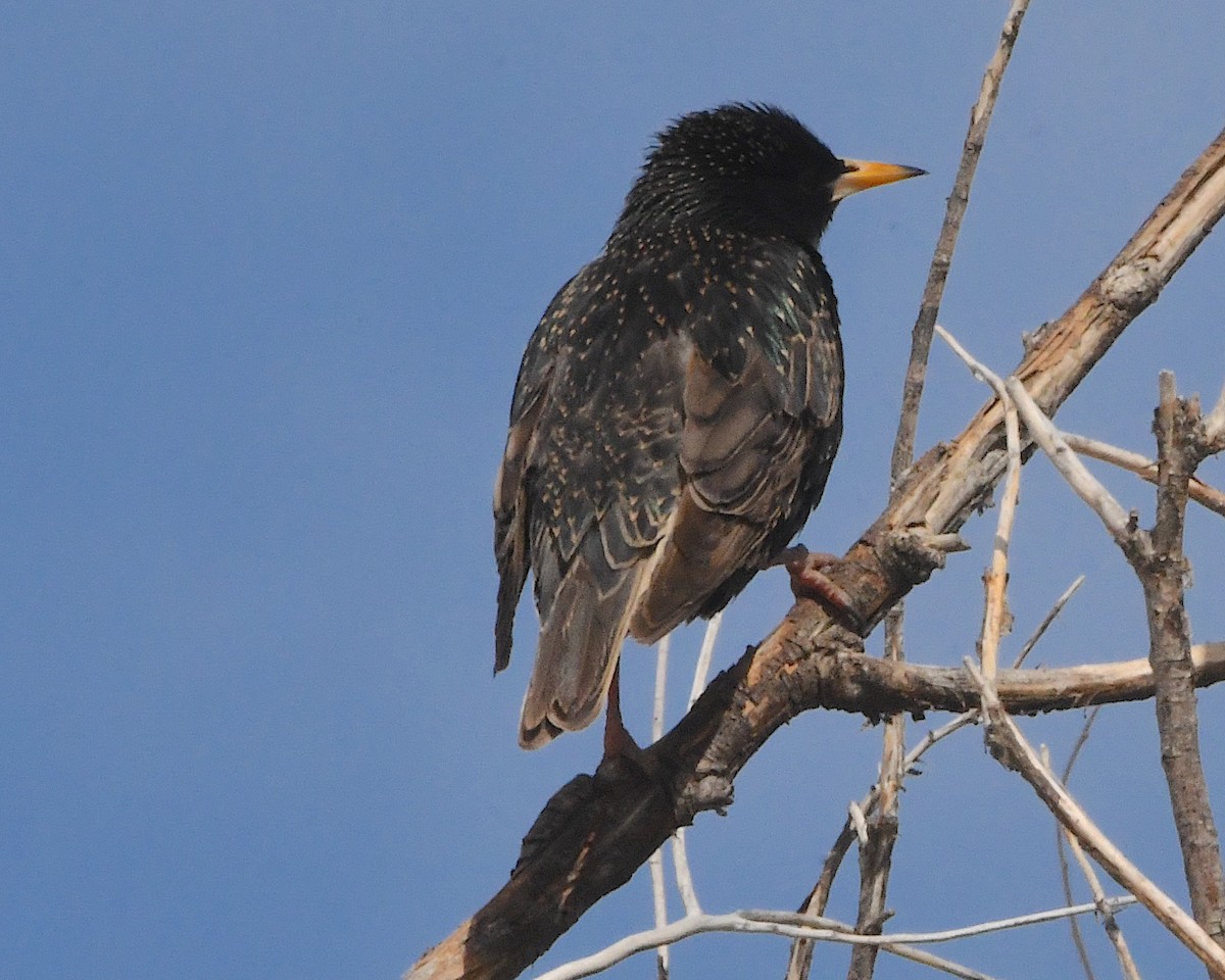 European Starling - ML450124601