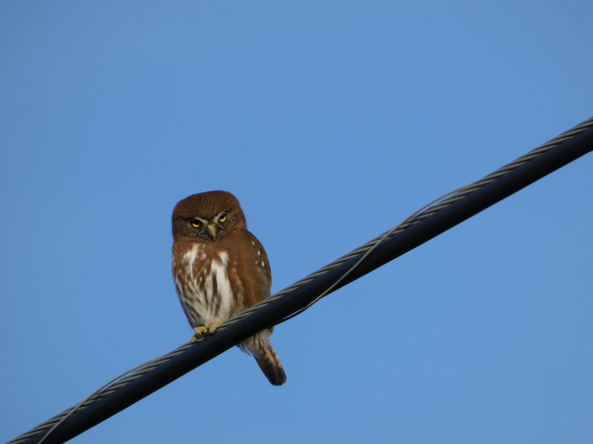 Austral Pygmy-Owl - ML450126961