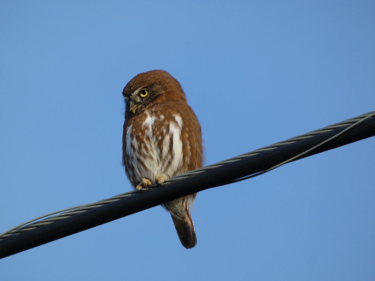 Austral Pygmy-Owl - ML450127051