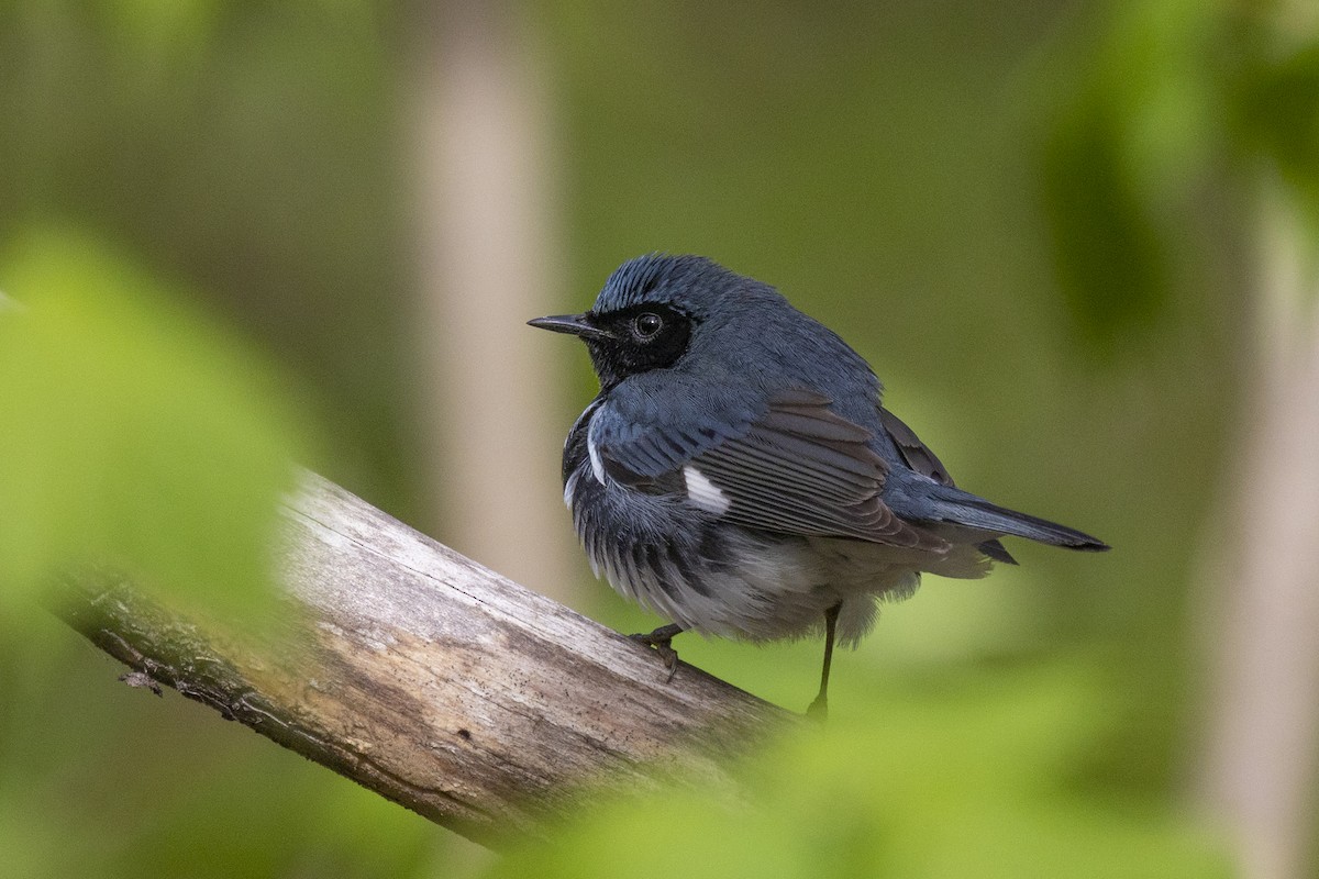 Black-throated Blue Warbler - Maurice Pitre