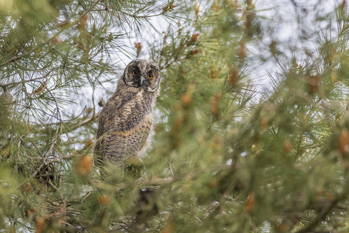 Long-eared Owl - ML450128441