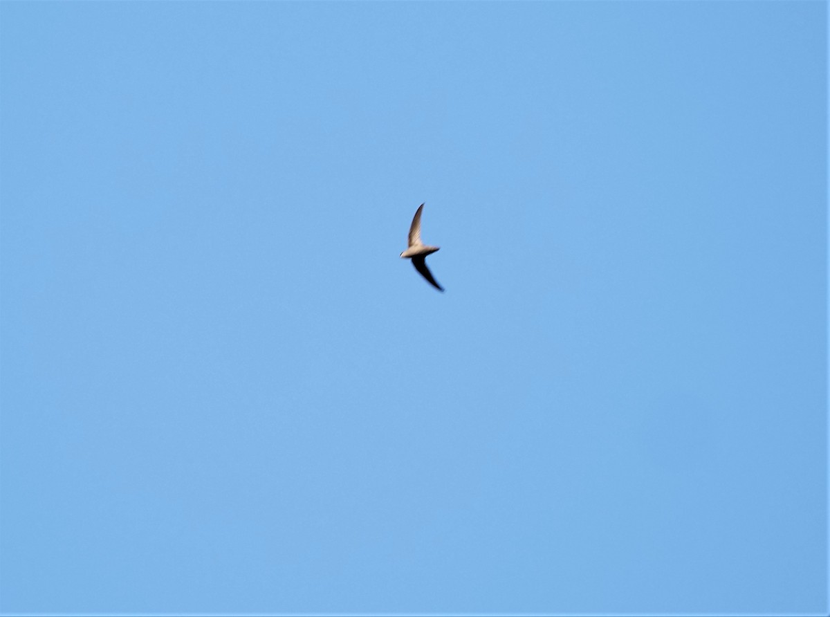 Chimney Swift - ML450128531