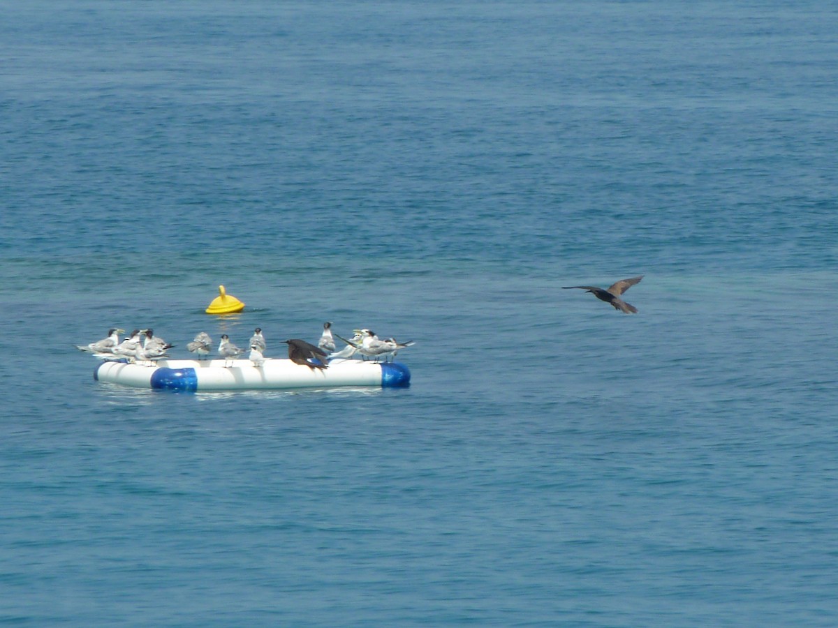 Brown Noddy - ML45012911