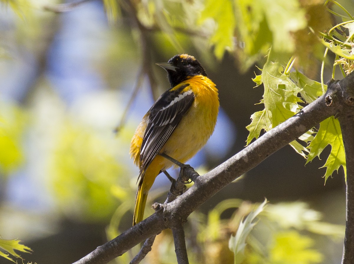 Baltimore Oriole - Michael Richardson