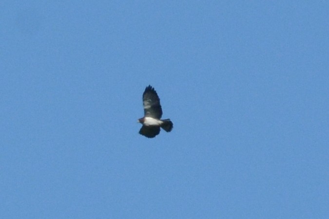 Short-tailed Hawk - ML450131421