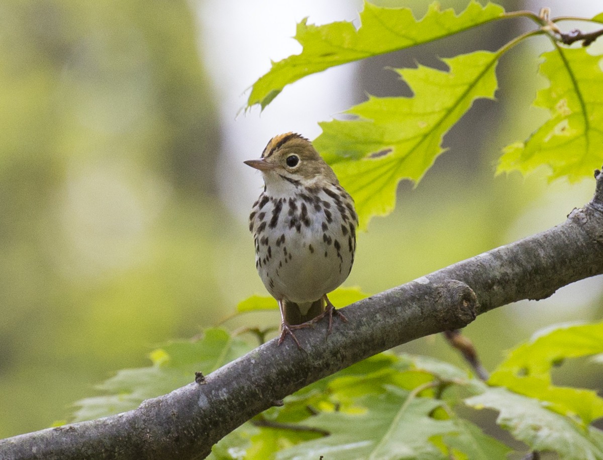 Ovenbird - ML450131641