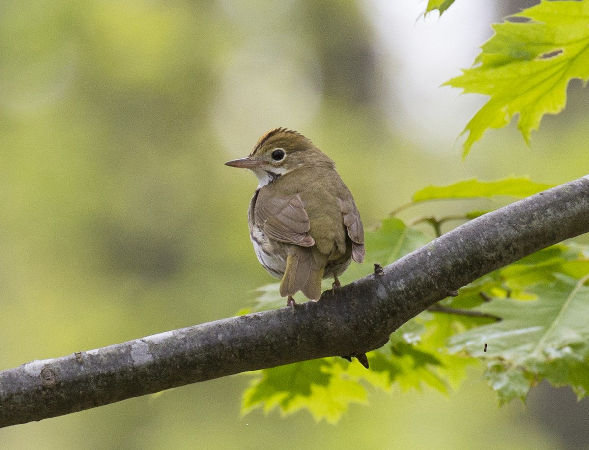 Ovenbird - ML450131651