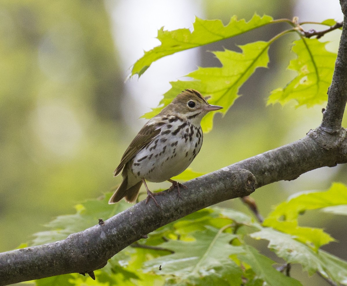 Ovenbird - ML450131661