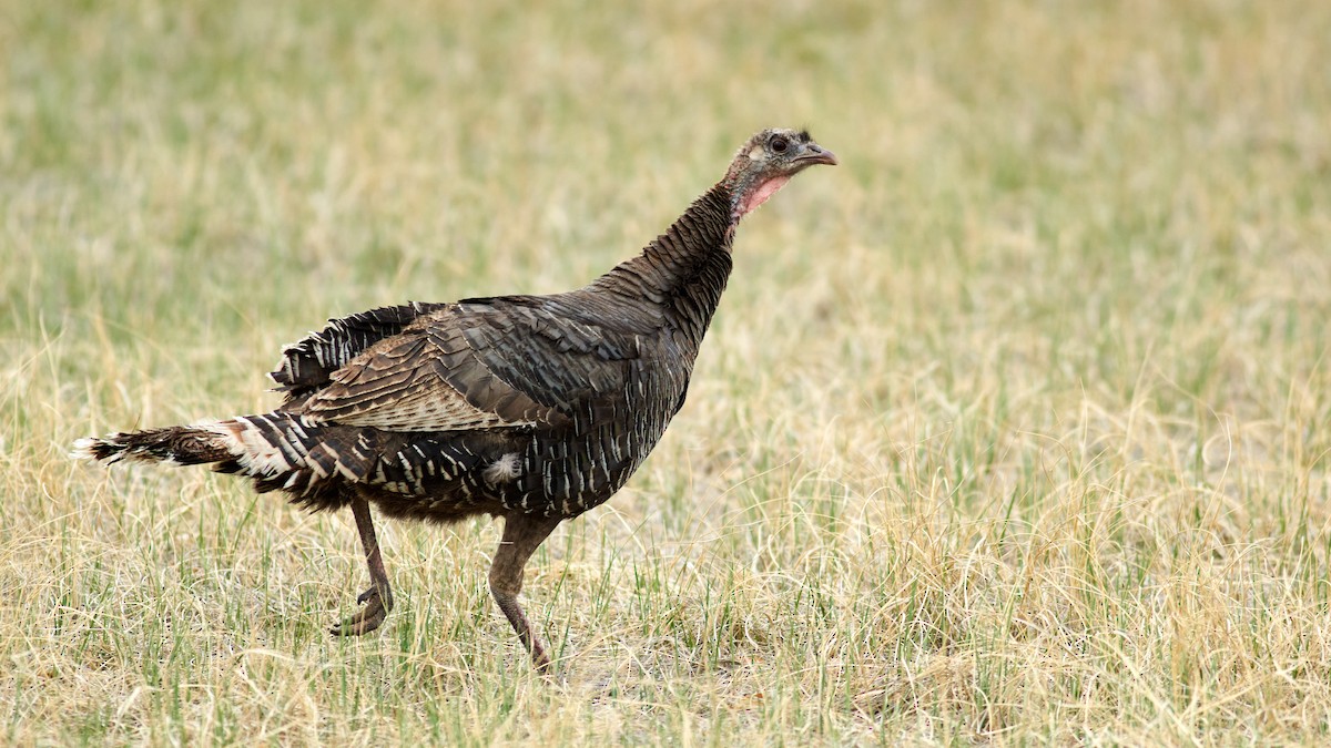 Wild Turkey - ML450133071