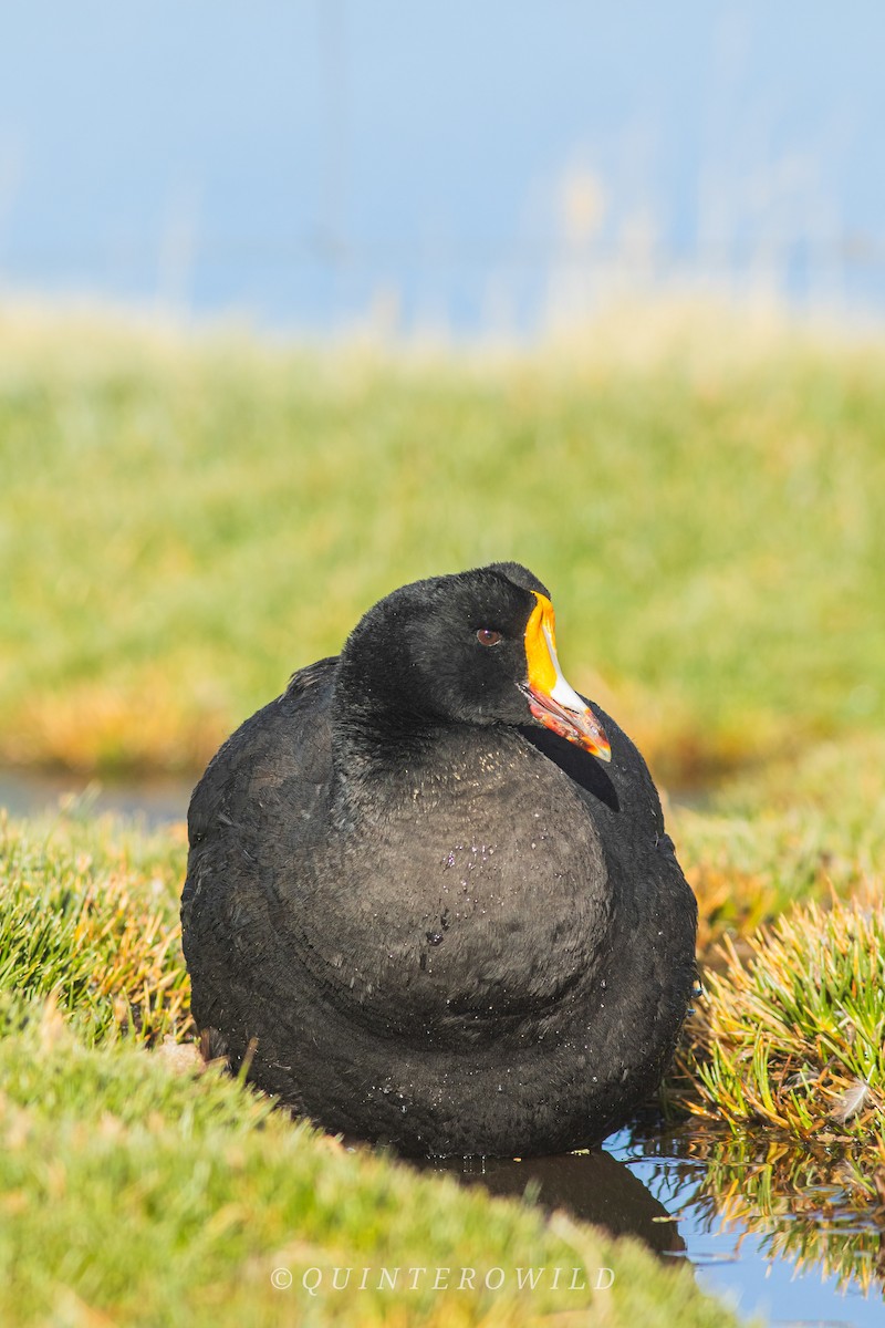 Giant Coot - ML450133651